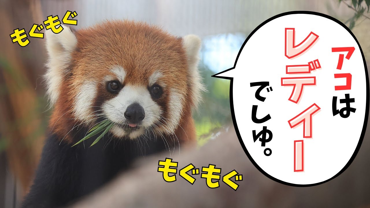 Ако-чан недавно