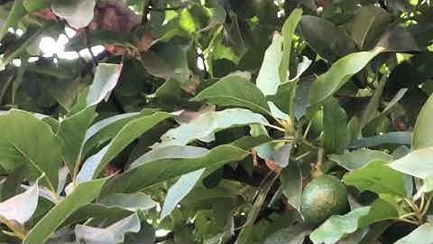 Alternate Bearing of Avocado Trees