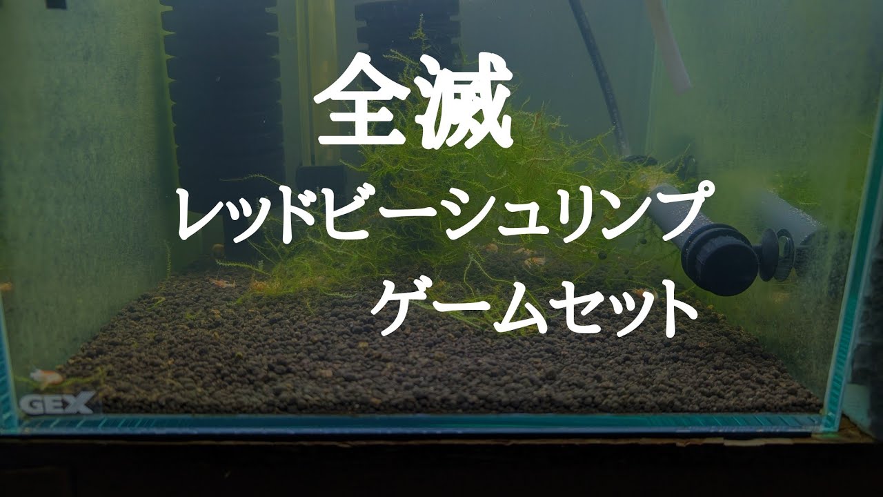 レッドビー全滅