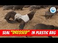 Seal "Dressed" in Plastic Bag