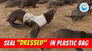 Seal 'Dressed' in Plastic Bag