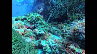 Trumpetfish Versus Cornetfish