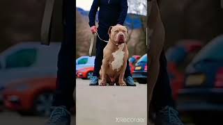 Pitbull Atude Status 4