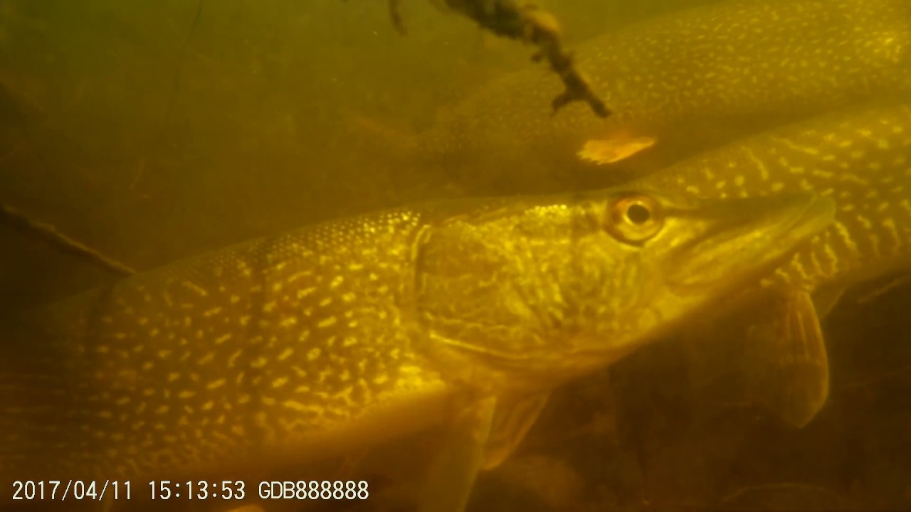 Jackfish Creek in Clearwater Provincial Park