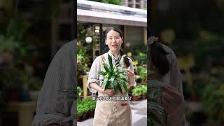 白掌三年開一次花，肯定踩了這三個坑#白掌 #白掌又叫一帆風順 #白掌養護知識 #花卉綠植 #養花小知