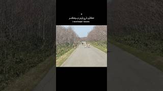 Download Lagu Serat panjajah - danuarta #generasiquraniyangkuatdanamanat #quotes #aepchannel07 MP3