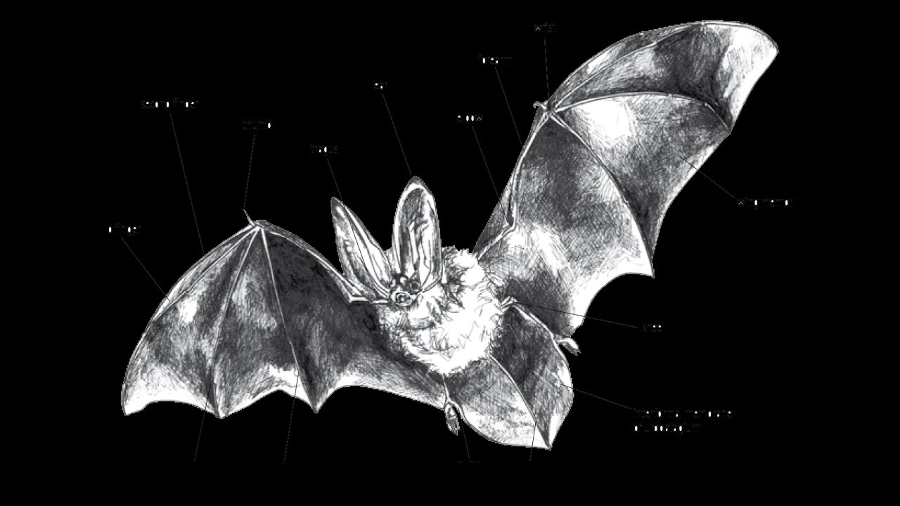 Do Bats Talk? YouTube