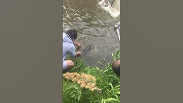 câu cá chép khổng lồ ở Hàn Quốc