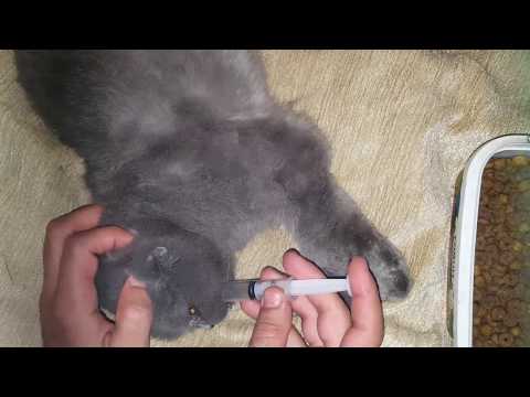 Video: Kedilerde Boşluklar