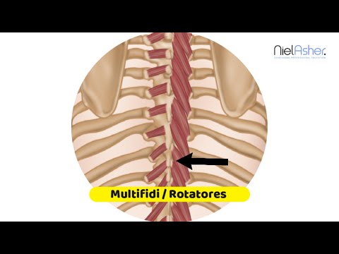 Video: Rotatores Mišična Anatomija, Delovanje In Diagram - Body Maps