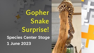 Sonoran Gopher Snake Surprise!