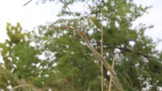 Butterfly's - 7 - 001.11 MVI 4610