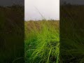 Listen to the Wind Moving Through the Grass 🌾