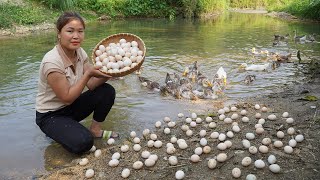 Harvesting Duck Eggs to Sell  Cooking  Living with nature / Trieu Thi Lieu