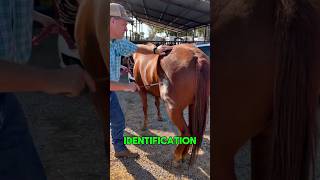 This Horse Branding Method Will Shock You !
