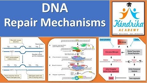 DNA Mismatch Repair Mechanism