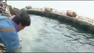 Amazing Fish catching(Part-2)... by PARTHA GHOSAL 1 view 4 years ago 3 minutes, 10 seconds