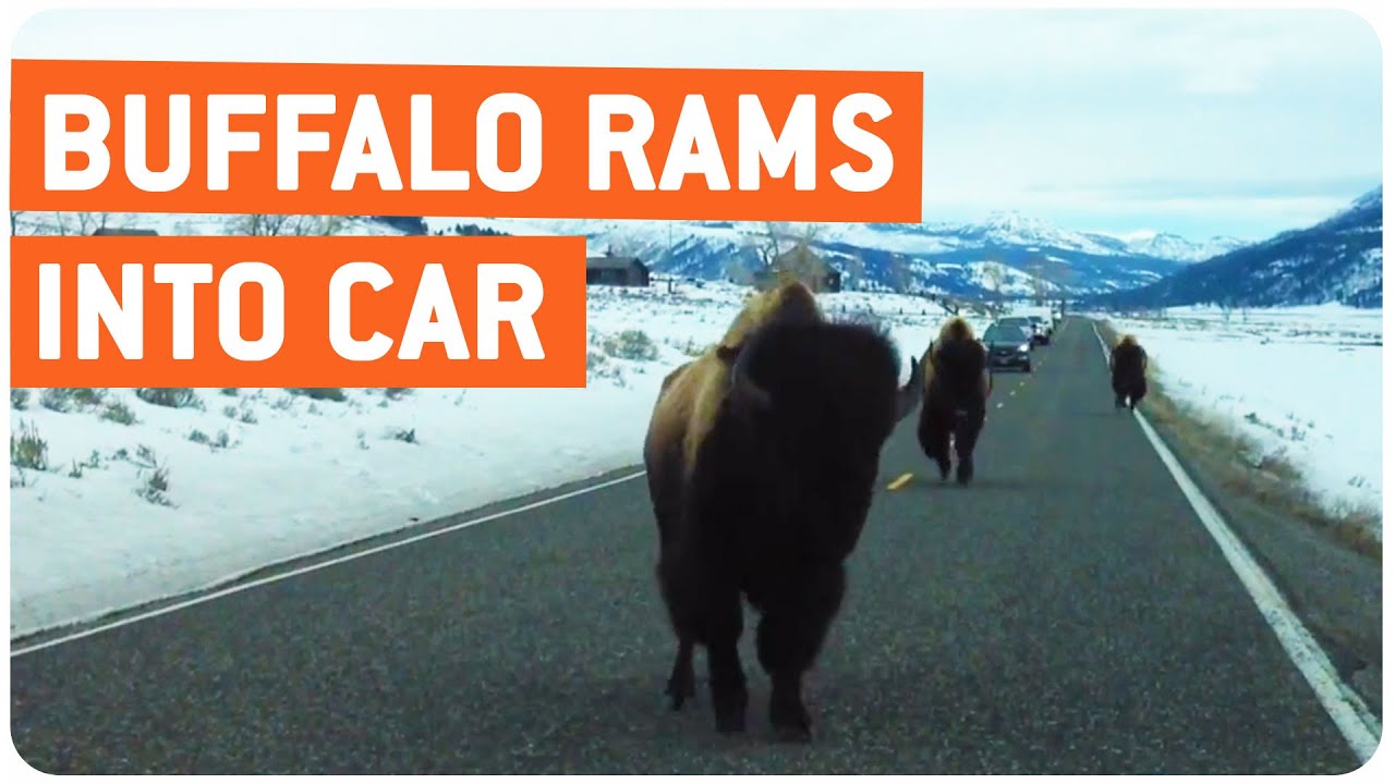 animal attacks reddit Buffalo Rams Into Car | Slowest Animal Confronts