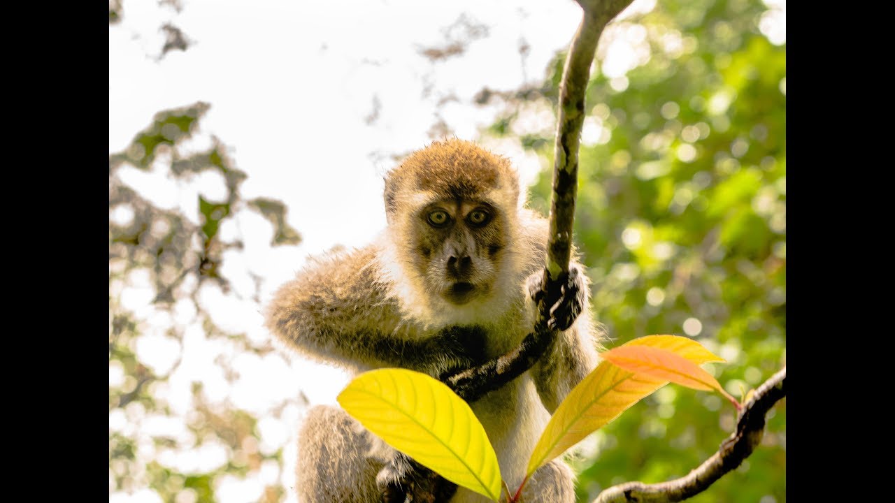 law of the jungle in borneo