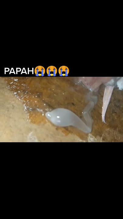 sp*rma #akungchannel #shorts #sperma #papa #airmani