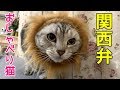 ライオンキングになりきりぼやく！おしゃべりペット