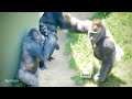 Huge Silverback Gorilla Shows Who's Boss | The Shabani Group