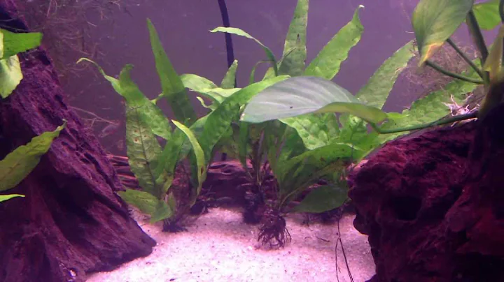 Galaxy Rasboras (Celestial Pearl Danio) Species Br...