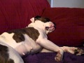 Boxer Dog Snoring