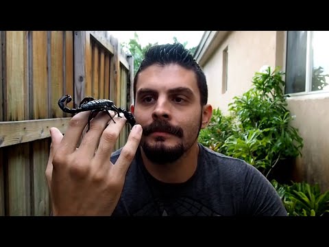 The Craziest Scorpion Encounter : Epic Video Moments
