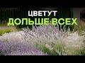 Эти неубиваемые многолетники выживут в любых условиях! Посадил и забыл!