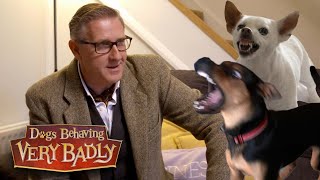 Scariest Dogs | Dogs Behaving Very Badly