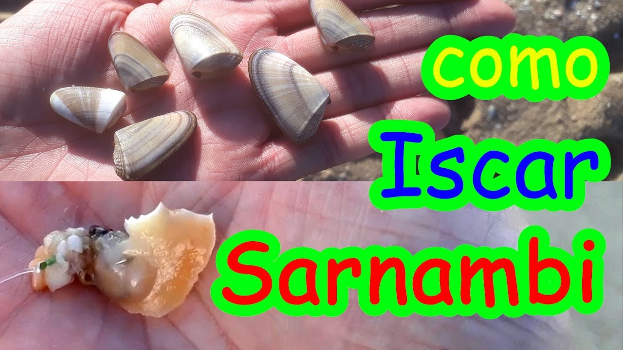como iscar SARNAMBI - OS PEIXES NÃO RESISTEM!
