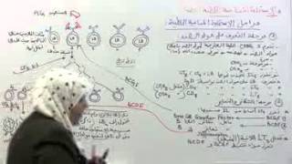 19 مراحل الإستجابة المناعية الخلطية