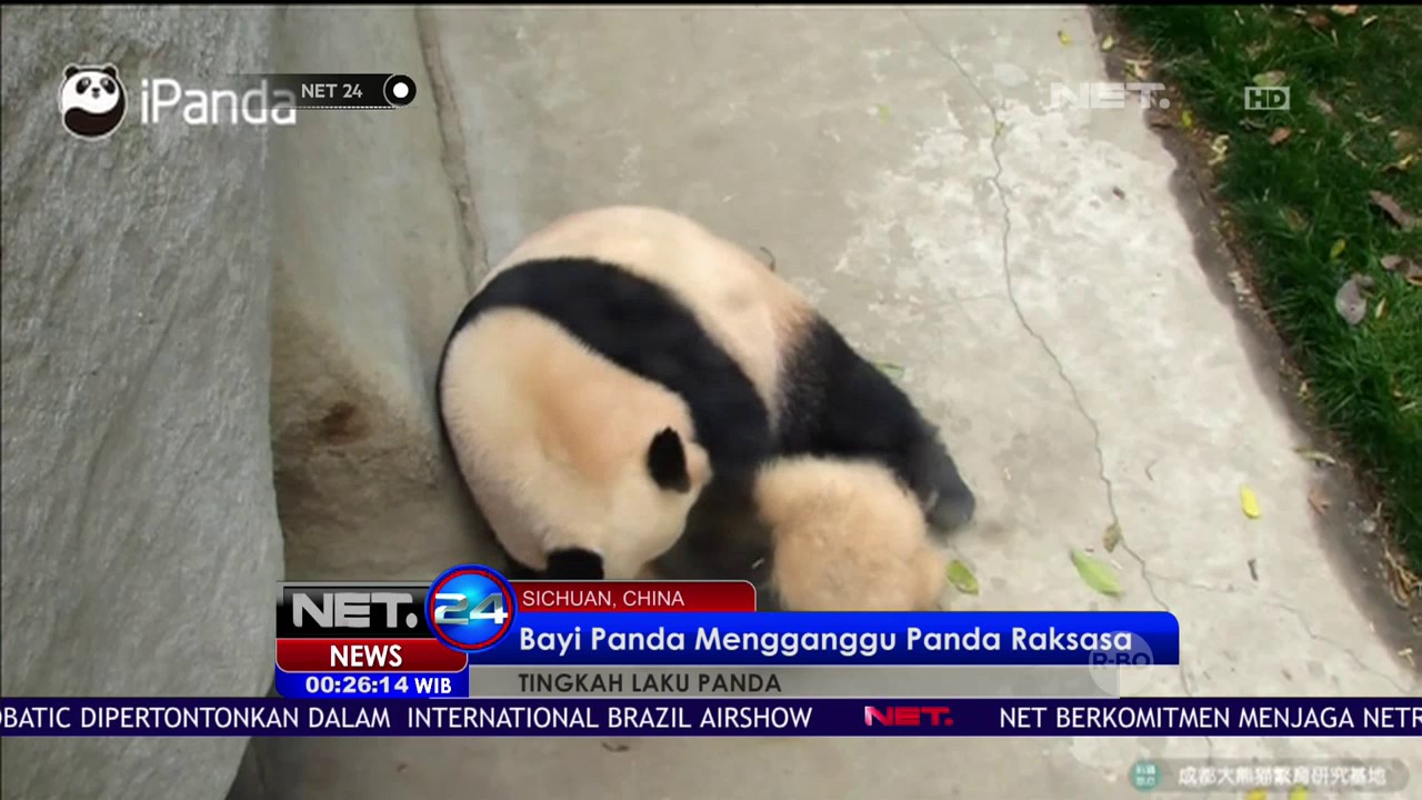 Aksi Lucu Bayi Panda Menggangu Panda Raksasa NET24 YouTube