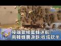 極端氣候蜜蜂迷航! 南韓蜂農淚訴:收成砍半｜FOCUS午間新聞 20260619 @TVBSNEWS01