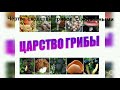 Грибы. Классификация, жизнедеятельность, строение и размножение