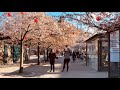 Masthugget, Gothenburg, Sweden. Virtual walk among cherry blossom and busy streets (2:a Långgatan)