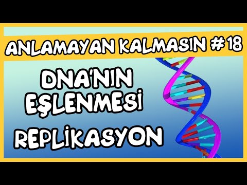 Video: Fosfor DNA'da neden önemlidir?