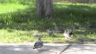 Analysis of Aggressive Behavior While Foraging in Zenaida asiatica (White-winged dove)