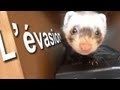 Lvasion  parole de furet