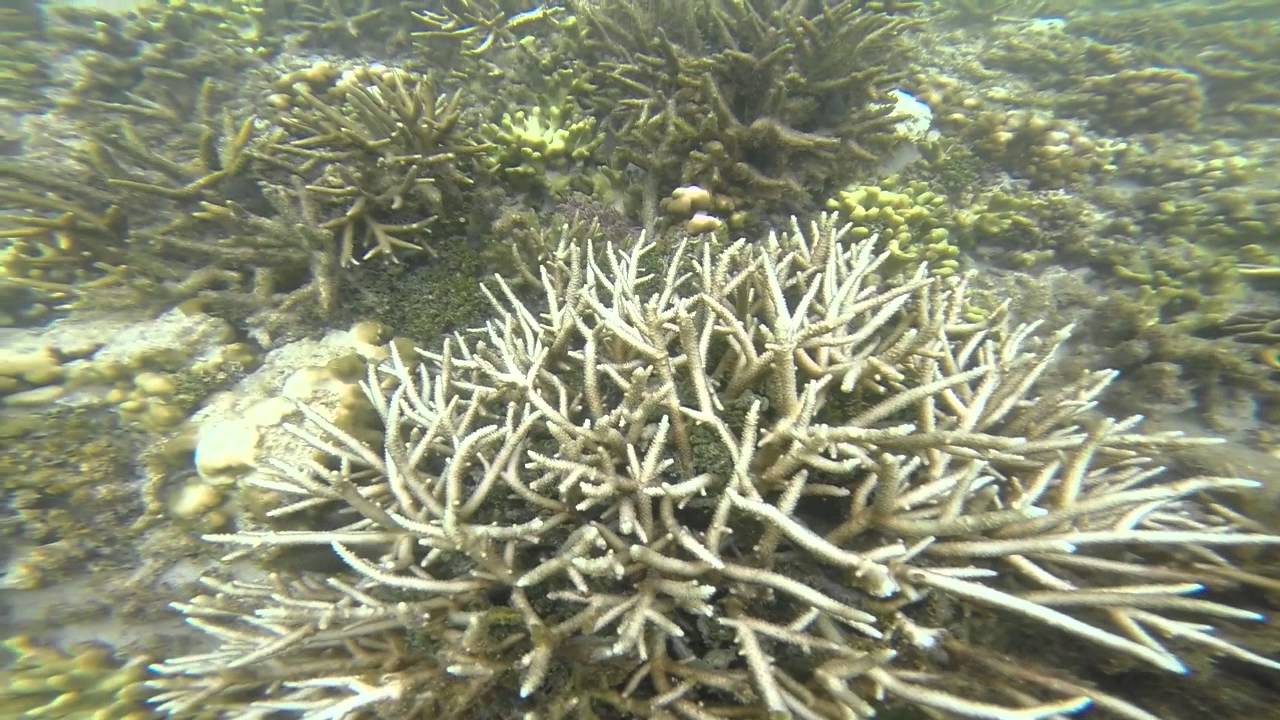 Coral Disease Identification Snorkel @ Tumon Bay - YouTube