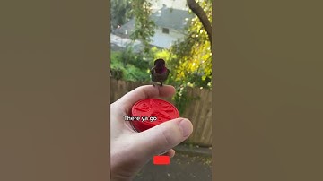 #love #shorts #shortvideo #shortsvideo  #shortsfeed #share #nature #hummingbird #birds #subscribe