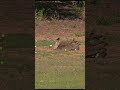 Rare Encounter: Kori Bustard Sand Bath