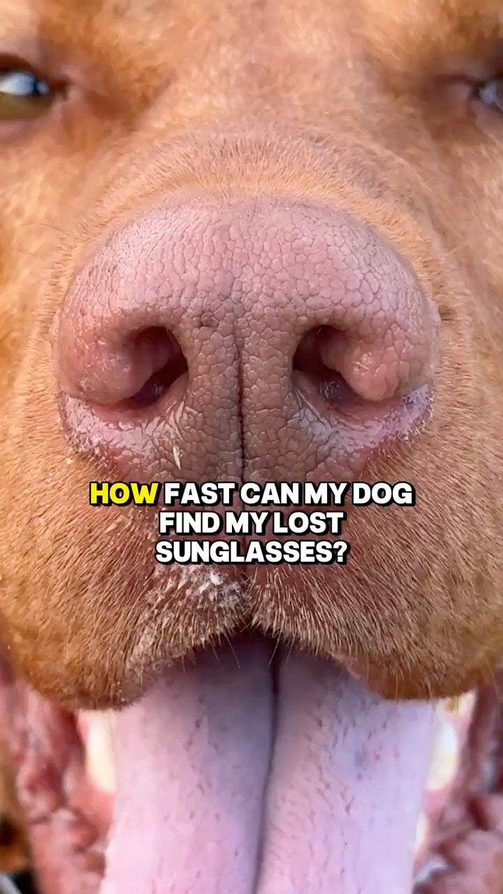 Search #004: The sunglasses