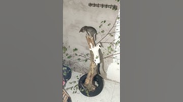 cats love to climb trees #shorts #cats #animals @meovogiacu