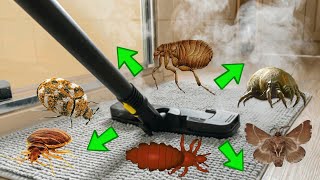 HOW TO STEAM CLEAN TO KILL PESTS - Bedbugs, Fleas, Dust Mites, Moths, Lice, Carpet Beetles