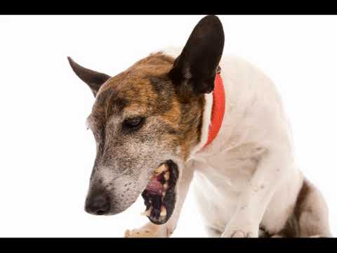 Что делать если у собаки застряла кость в горле в домашних условиях