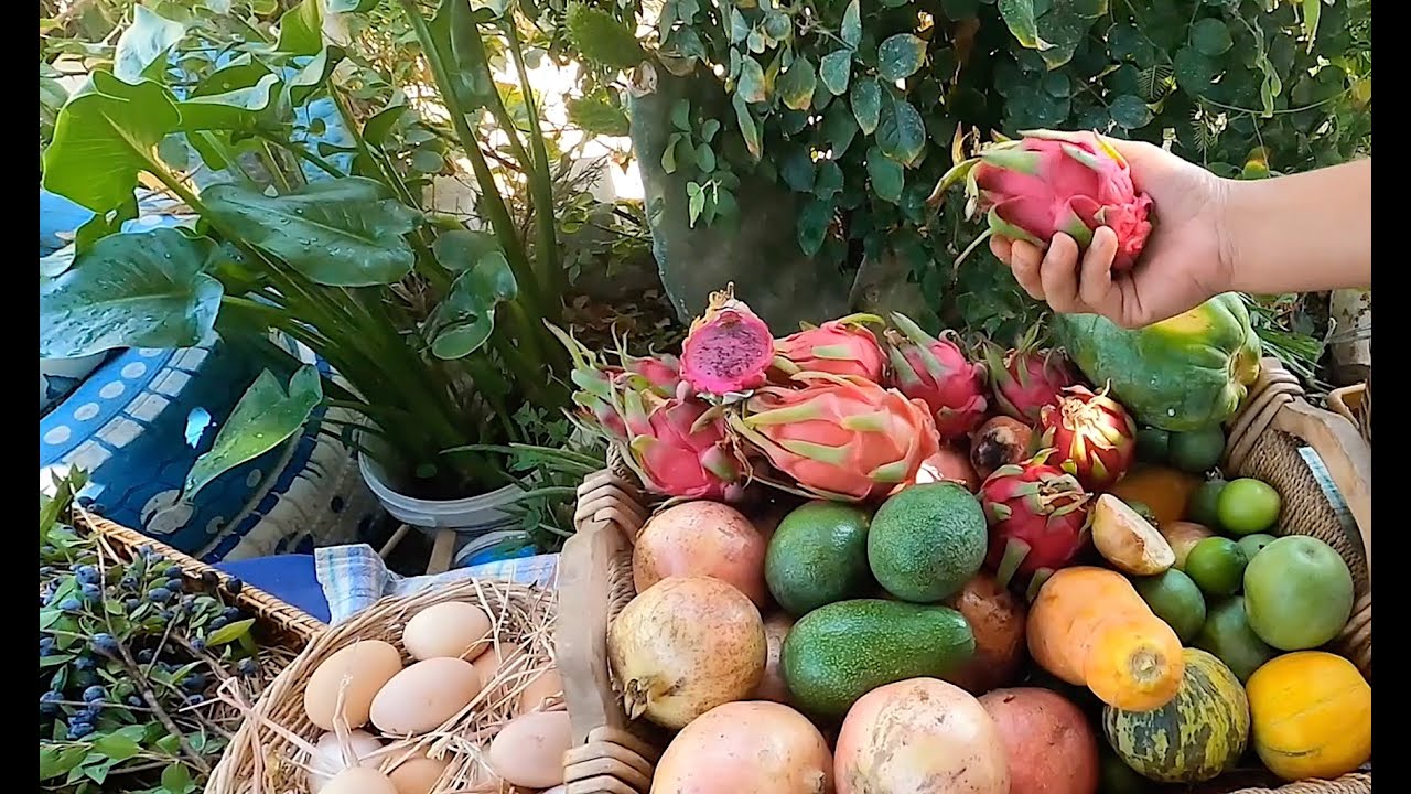 TROPİKAL MEYVELER / İSO BABA BAHÇESİ'NDEN / BODRUM #tropikalmeyveler #tropikalmeyveyetiştiriciliği