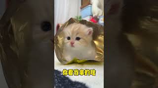 【小奶貓成長記】如何套路一只小奶猫