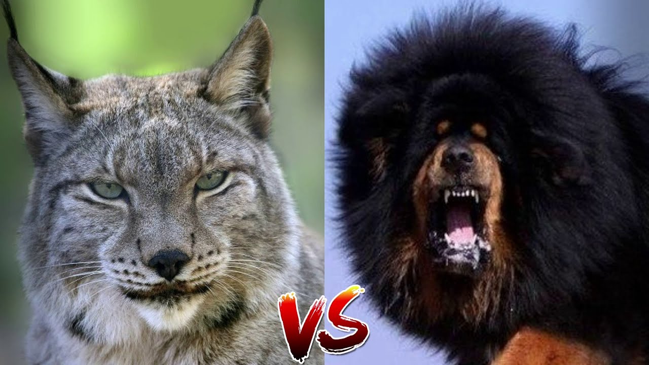 Тибетский мастиф VS Рысь - КТО ПОБЕДИТ? - YouTube